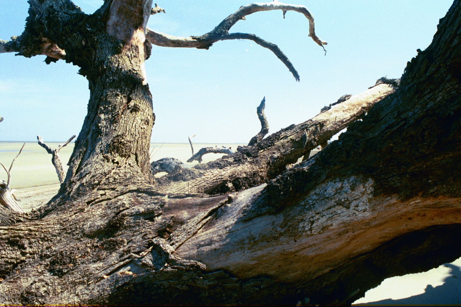 Boneyard
